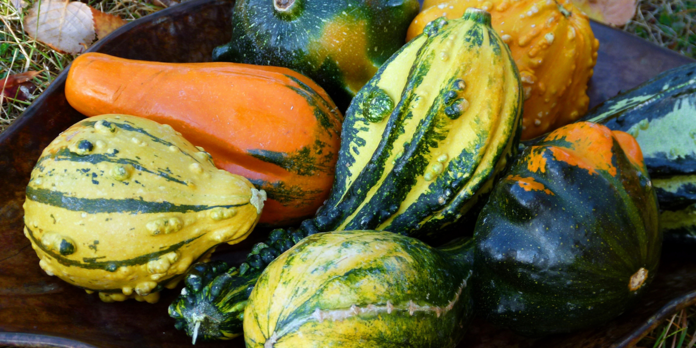 Squash Blog